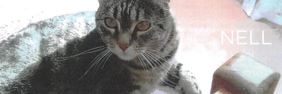 Chatte perdue de 12 ans, prénommée Nell - Dimanche 8 juin 2025 – Secteur des Pavillons du Riou
