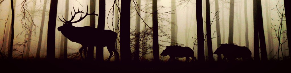forest-chasse-web